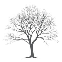 Obraz premium Detailed tree silhouette Isolated on a white background