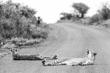 two cheetahs lying on a road in the savanna black and white wild life african safari
