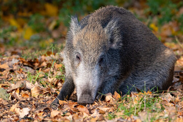 wild boar in forest