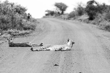 two cheetahs lying on a road in the savanna black and white wild life african safari