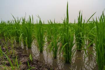 Rice field green landscape, agriculture farm, Nature beautiful outdoor Asia countryside food farming