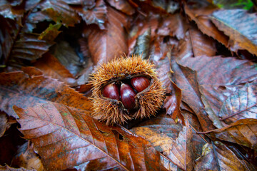 Fototapeta premium Group of chestnuts typical autumnal fruit