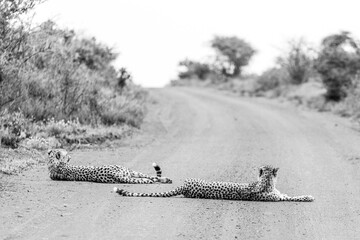 two cheetahs lying on a road in the savanna black and white wild life african safari