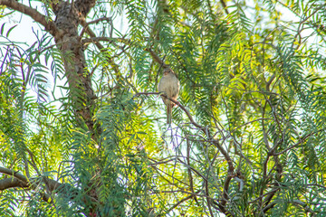 Swift Warbler Perched on a Lush Green Tree Branch