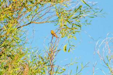 Cinereous Finch on a Lush Green Branch