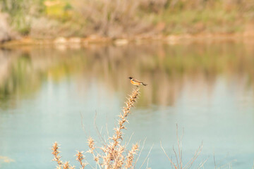 Whinchat Perched on Acacia Branch Against Blurred Lake