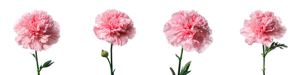 Fresh pink carnation bloom on transparent background