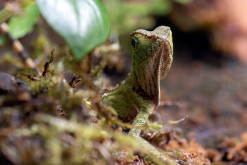 Baby forest dragon lizard inside a bush