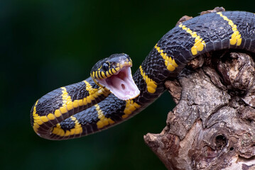 The gold-ringed cat snake in attacking position