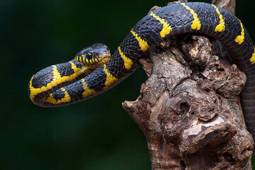 The gold-ringed cat snake in attacking position