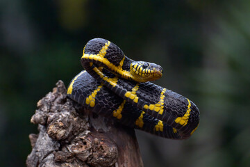 The gold-ringed cat snake in attacking position