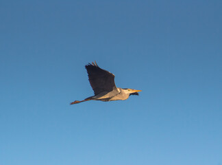 Grey Heron Birds Soaring Across the Sky