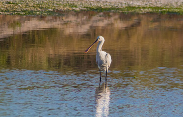Eurasian Spoonbill Birds Gliding Above Tranquil Waters