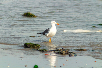 Black-headed Gull Walking in the Water