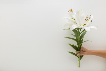 Young adult woman hand holding fresh beautiful white lily flower with green leaves on light gray wall background. Closeup. Front view. Empty place for text.