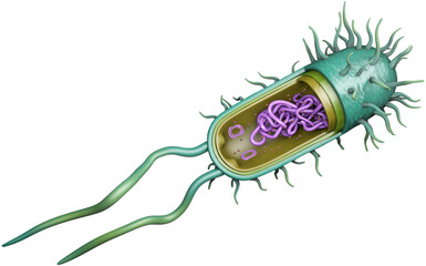 bacterial cell structure isolated