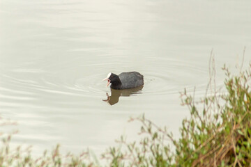 Common Coot with Open Bill Swimming in the Water