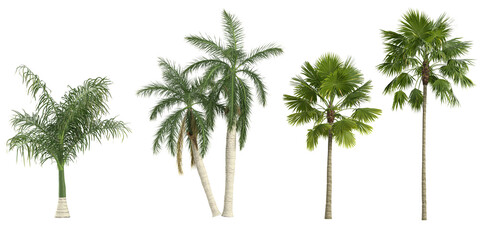 Obraz premium set of Wodyetia,Roystonea regia,Livistona speciosa plants on transparent background