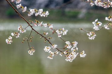 cherry blossom flowers on the lake