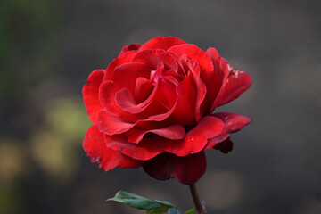 Red blooming autumn rose in the park. Close up. Flowers in the park.