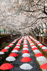 cherry blossom flowers on the decoration umbrellas in the stream