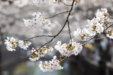 Obraz premium cherry blossom flowers in spring