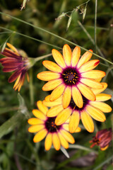 Yellow mountain flowers