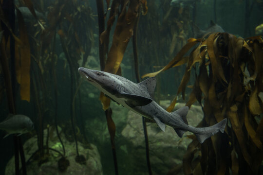 Spotted gully shark in the kelp forest. Triakis megalopterus in Two ocean aquarium in Cape Town. Sharptooth houndshark around coast line in South Africa. 