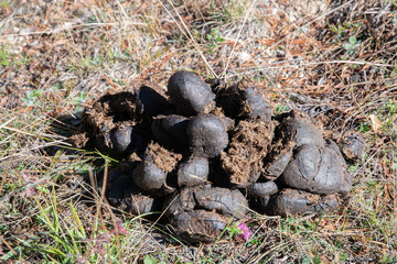 Turned horse feces (manure) closeup on the ground