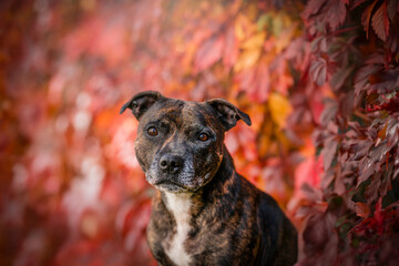 staffordshire bullterrier dog in the autumn time