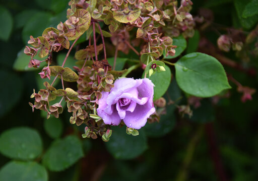 Budding Purple Rose