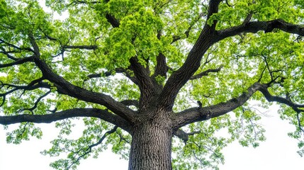 A big oak tree with broad, green leaves against a pure white background, symbolizing growth, stability, and resilience.