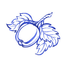 Outline painting of apple with leaves in blue retro style. Hand drawn monochrome watercolor illustration on white background
