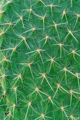 green nature texture of cactus for wallpaper and design. Green natural background with needles