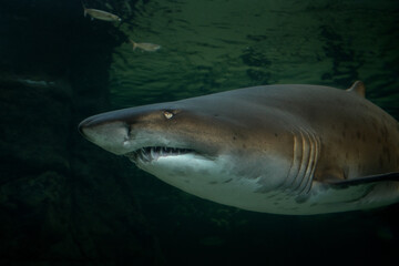 Fototapeta premium Sand tiger shark in the kelp forest. Carcharias taurus in Two ocean aquarium in Cape Town. Sharks around coast line in South Africa. 