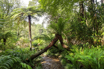 Obraz premium tropical garden