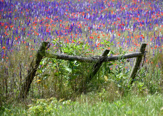 Fence and Field of Flowers