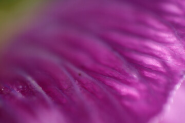 purple background of flower petal out of focus