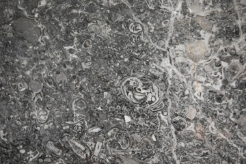 Section of building materials with ancient fossils
