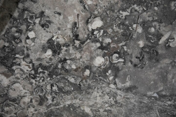 Section of building materials with ancient fossils