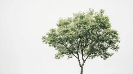 Obraz premium A solitary tree with a strong, sturdy trunk and vibrant green leaves, placed against a white background to emphasize its size and structure.