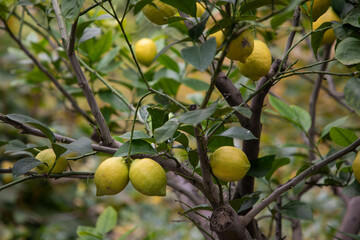 yellow lemons on a tree