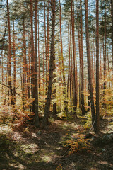 autumn forest in the morning