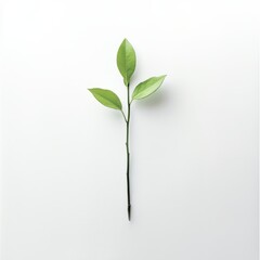 Obraz premium a single green leaf on a white surface