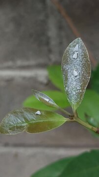 Silverleaf whitefly on an Salam leaf. Silverleaf whitefly, Bemisia tabaci (Hemiptera: Aleyrodidae) is an important agricultural pest.