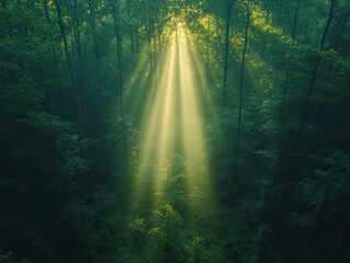 Obraz premium Sunbeam Breakthrough, a solitary ray illuminates the forest floor, casting ethereal patterns amidst the lush greenery and shadows.