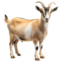 Obraz premium Side Profile of a White Goat on a White Background