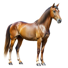 Fototapeta premium Side View of a Horse Against a White Background