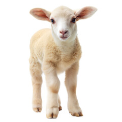 Fototapeta premium Adorable White Lamb on White Background