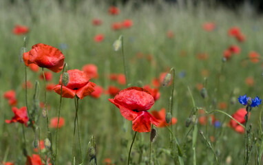 Pola Warmińskich Maków 2024